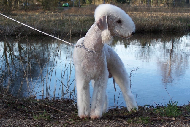 Airis Blue Volshebny Svet 09.02 (37).JPG